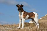 FOX TERRIER POIL LISSE 220